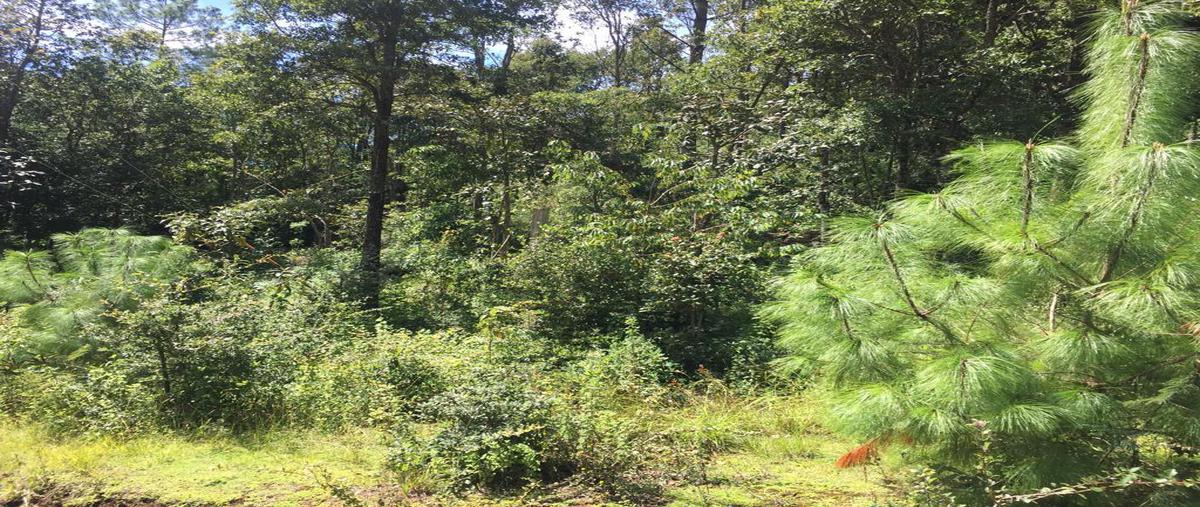 Foto de terreno habitacional en venta en predio rustico denominado el rosario, carretera a rancheria ]san jose buenavista s/n , san josé buenavista, san cristóbal de las casas, chiapas, 12378113 No. 02